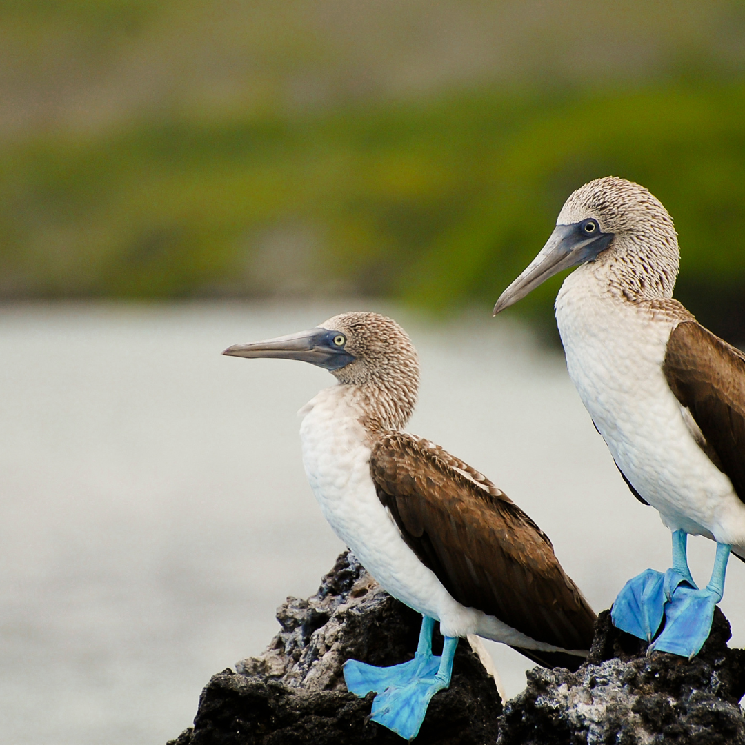 Tour Santa Cruz + San Cristóbal galapagos