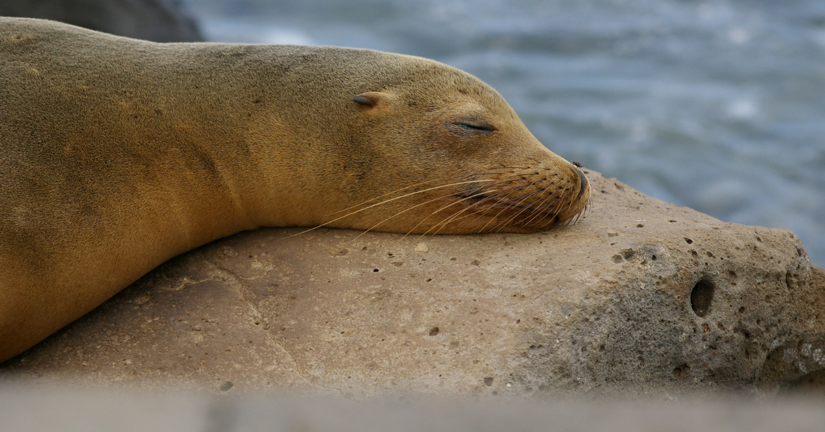 tour san Cristobal Galapagos