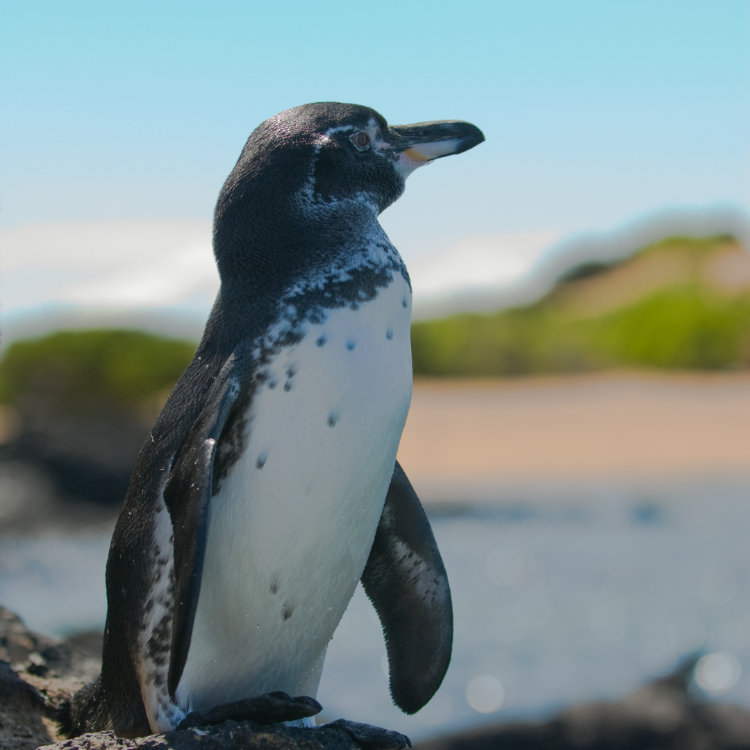 Tour Isla Santa Cruz + San Cristóbal Galapagos