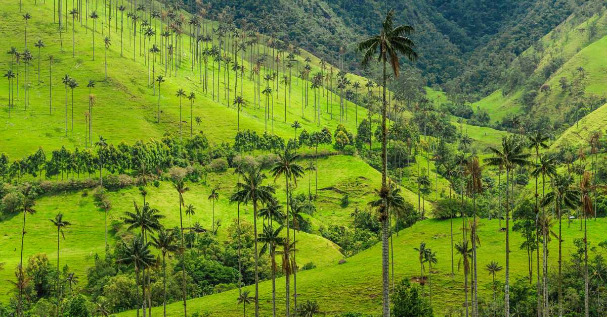 tour valle del cocara eje cafetero Colombia